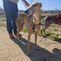 Belen 5 ans, petite galga adorable (ok chat) #5