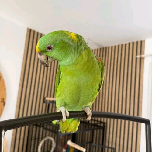 Perroquet amazone à nuque d’or