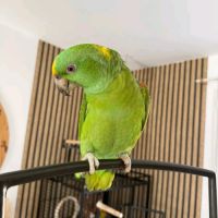 Perroquet amazone à nuque d’or