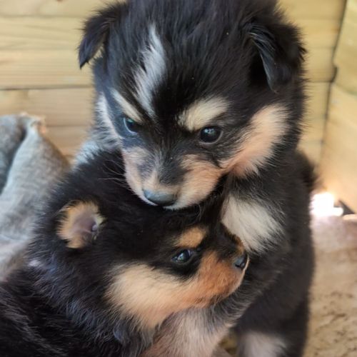 Magnifiques spitz #3