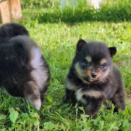 Magnifiques spitz #4