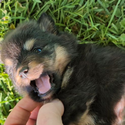 Magnifiques spitz #5