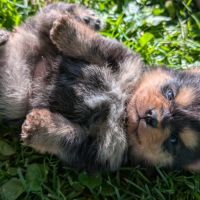 Magnifiques spitz #1