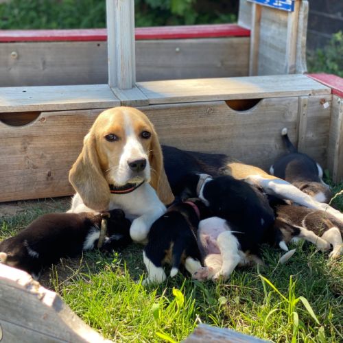 Chiots beagles dispo 15/05/26 #2