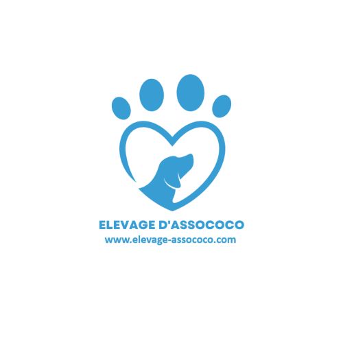 Chiots beagles dispo 15/05/26 #4