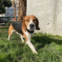 Chiots beagles dispo 15/05/26 #1