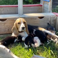 Chiots beagles dispo 15/05/26 #2