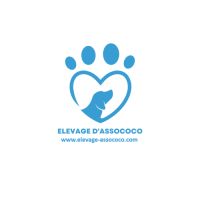 Chiots beagles dispo 15/05/26 #4