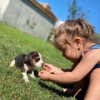 Chiots beagles dispo 15/05/26 #5