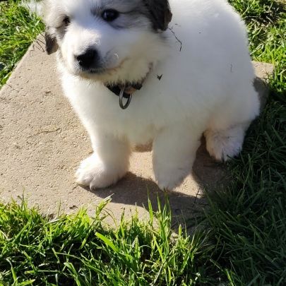Chiots femelle montagne des pyrénées lof #3