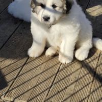 Chiots femelle montagne des pyrénées lof