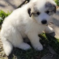 Chiots femelle montagne des pyrénées lof #2