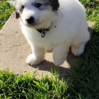 Chiots femelle montagne des pyrénées lof #3