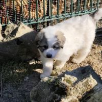 Chiots femelle montagne des pyrénées lof #4