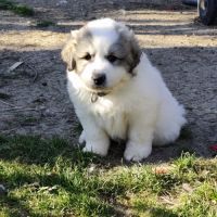 Chiots femelle montagne des pyrénées lof #5