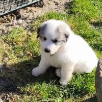 Chiots femelle montagne des pyrénées lof #6