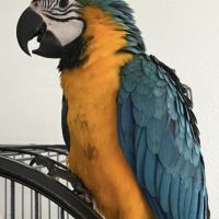 Ara ararauna