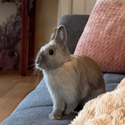 Lapine naine 1 an et demi #0