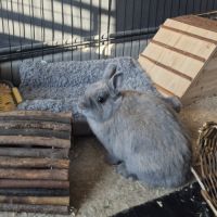 Lapine naine 1 an et demi #1
