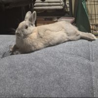 Lapine naine 1 an et demi #2