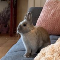 Lapine naine 1 an et demi