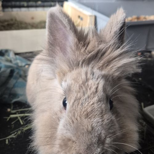 Lapin 3 ans + enclos et équipement #1