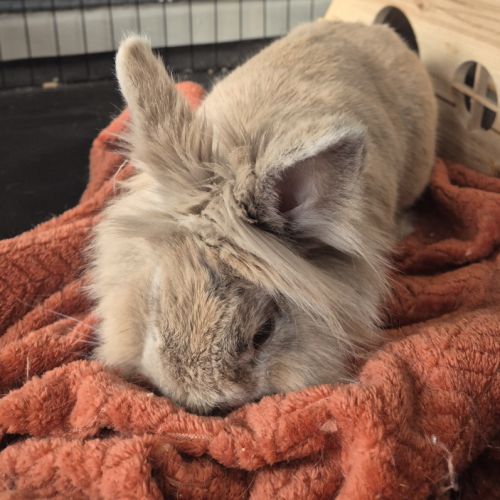 Lapin 3 ans + enclos et équipement #3
