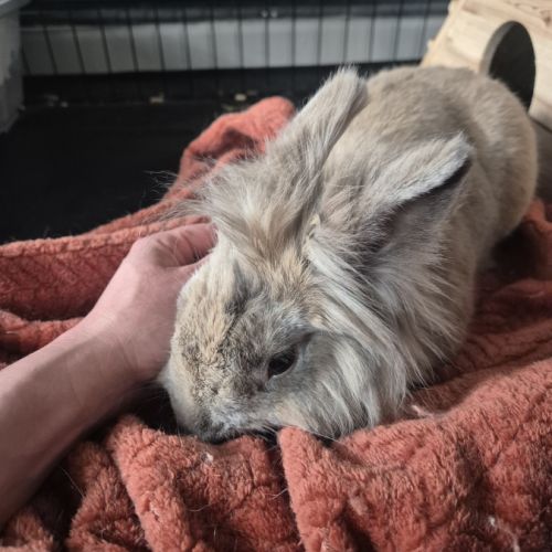 Lapin 3 ans + enclos et équipement