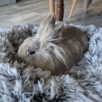 Lapin 3 ans