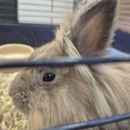 Lapin 3 ans #2