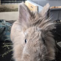 Lapin 3 ans + enclos et équipement #1