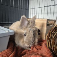 Lapin 3 ans + enclos et équipement #2