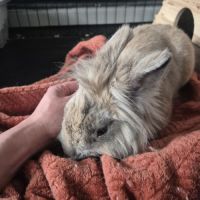 Lapin 3 ans + enclos et équipement