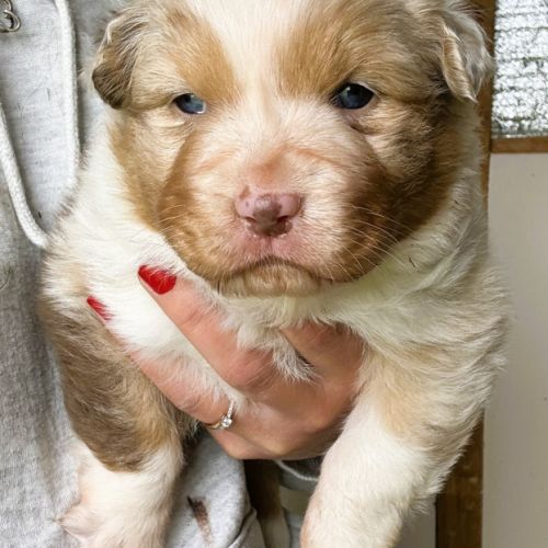 Chiot berger australien lof #3