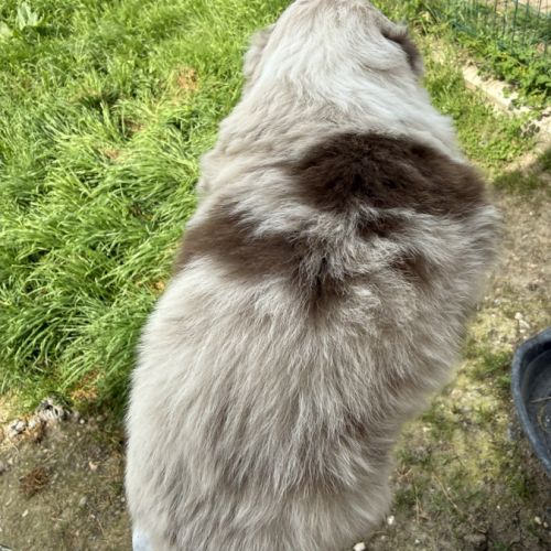 Chiot berger australien lof #4