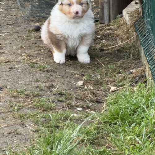 Chiot berger australien lof
