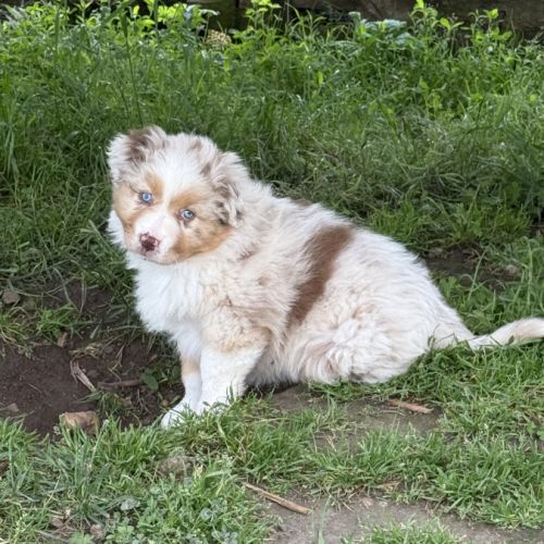 Chiot berger australien lof