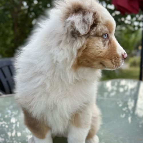 Chiot berger australien lof #1