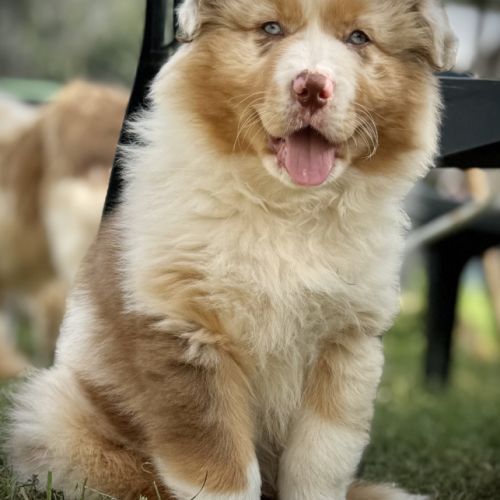Chiot berger australien lof #3