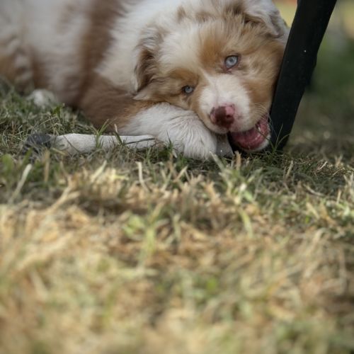 Chiot berger australien lof #4
