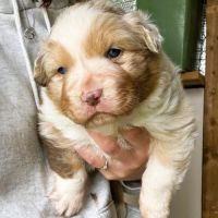 Chiot berger australien lof #1