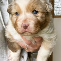 Chiot berger australien lof