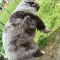 Chiot berger australien lof #5