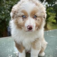 Chiot berger australien lof