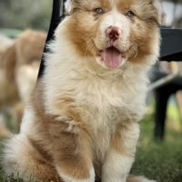 Chiot berger australien lof #3
