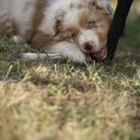 Chiot berger australien lof #4