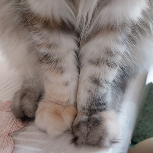 Chaton femelle maine coon entière loof #2