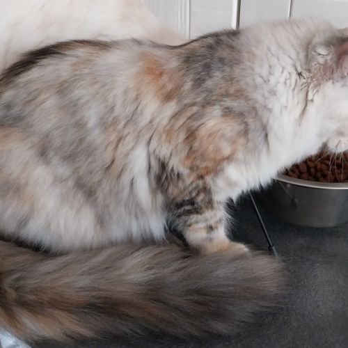 Chaton femelle maine coon entière loof #3