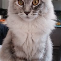 Chaton femelle maine coon entière loof #0