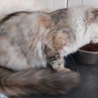 Chaton femelle maine coon entière loof #3